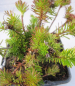 Preview: Blauheide - Phyllodoce x intermedium 1